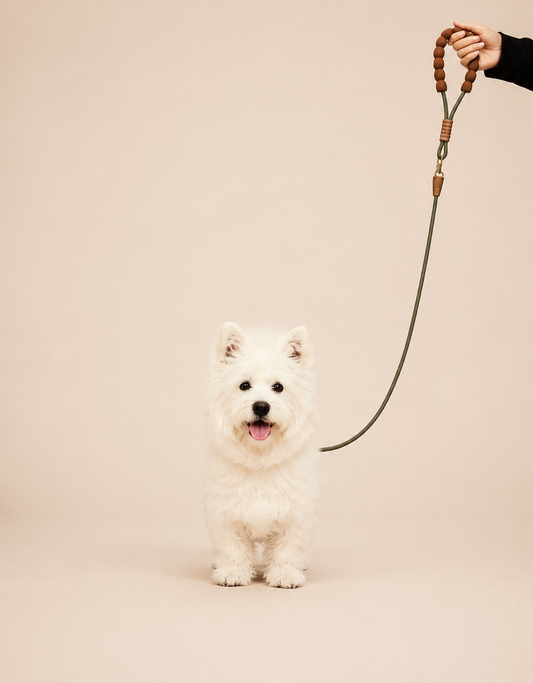 Competition-grade P-chains, P-leashes, dog leashes, nylon leashes, anti-snap leashes