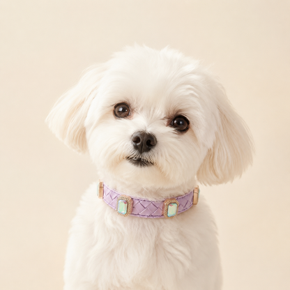 PU leather collar and leash, braided with rhinestone accents