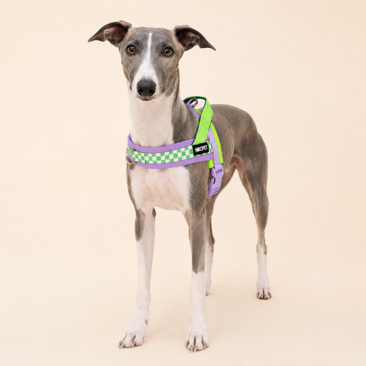 Saddle-Style and Chest-Back-Style Harness Set, Suitable for All Dog Breeds