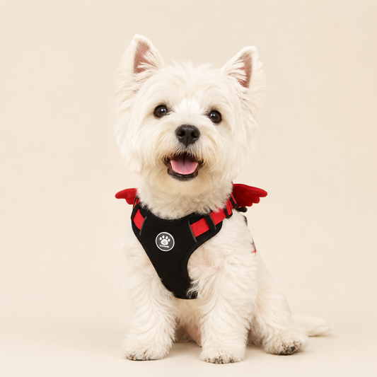 Angels & Demons - Dog Harness and Leash Set - For Everyday Wear and Halloween